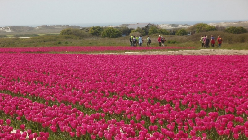 fleurs